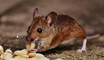 24 Hour & Emergency Exterminators in Sutton, ND